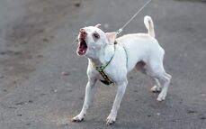 Leash Reactivity /Aggression on lead
