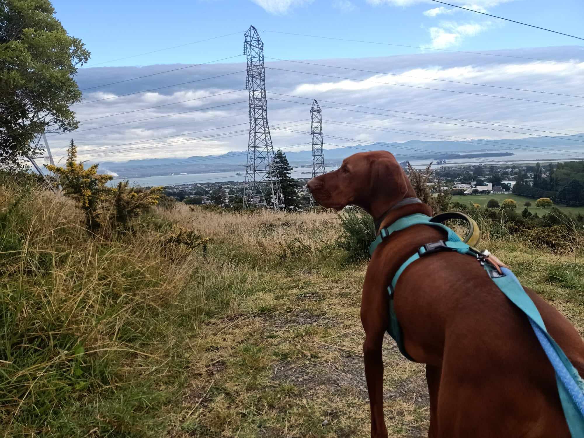 Leash Reactivity /Aggression on lead