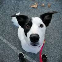 Polite Pooch, Basic Manners Training