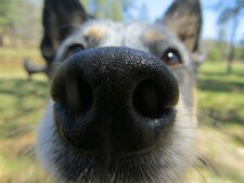 Scent Seekers, Nose work course